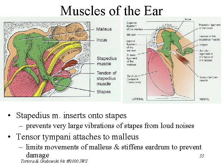 Muscles of the Ear • Stapedius m. inserts onto stapes – prevents very large