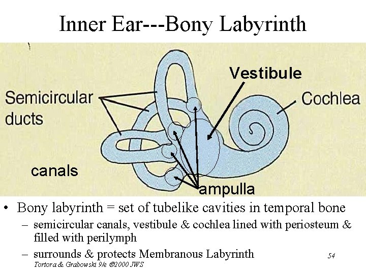 Inner Ear---Bony Labyrinth Vestibule canals ampulla • Bony labyrinth = set of tubelike cavities