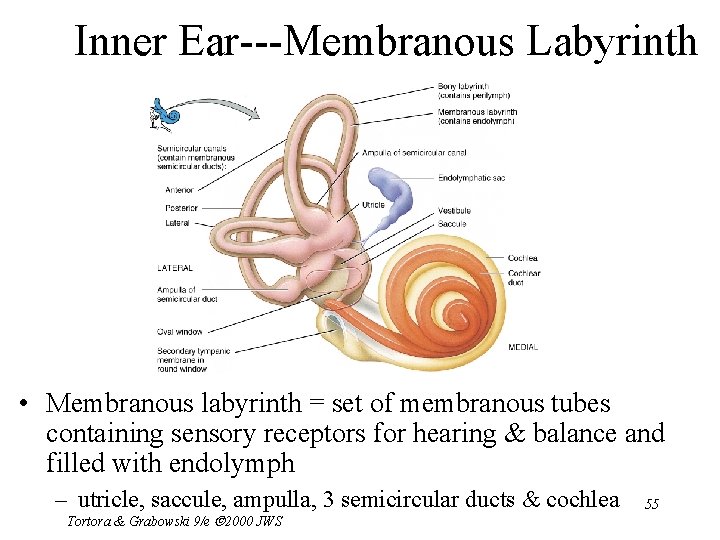 Inner Ear---Membranous Labyrinth • Membranous labyrinth = set of membranous tubes containing sensory receptors