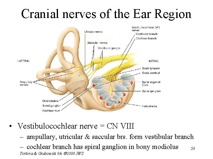 Cranial nerves of the Ear Region • Vestibulocochlear nerve = CN VIII – ampullary,