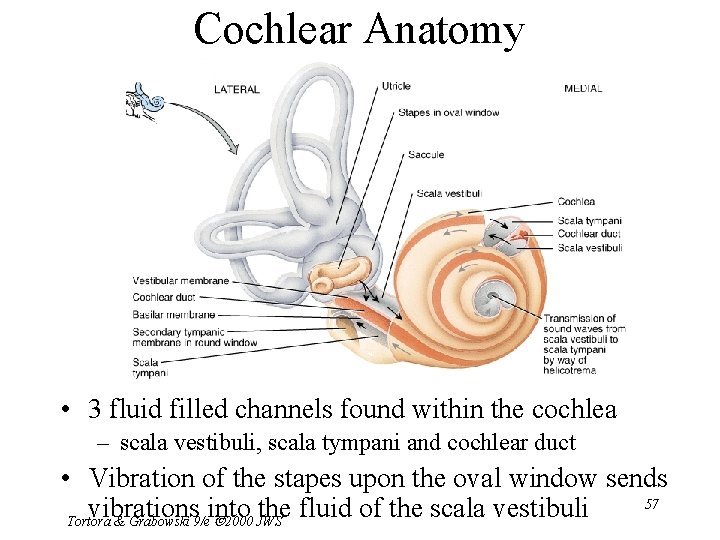 Cochlear Anatomy • 3 fluid filled channels found within the cochlea – scala vestibuli,