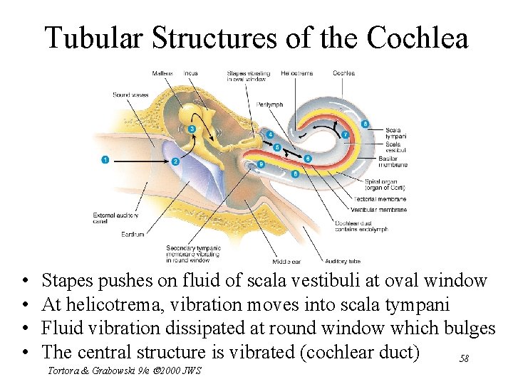 Tubular Structures of the Cochlea • • Stapes pushes on fluid of scala vestibuli