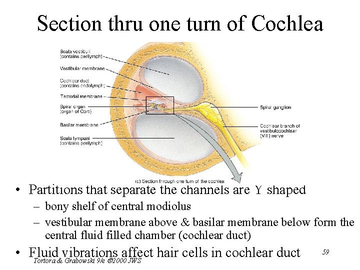 Section thru one turn of Cochlea • Partitions that separate the channels are Y