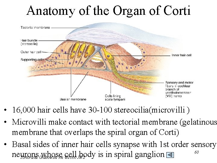 Anatomy of the Organ of Corti • 16, 000 hair cells have 30 -100