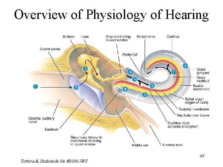 Overview of Physiology of Hearing Tortora & Grabowski 9/e 2000 JWS 64 