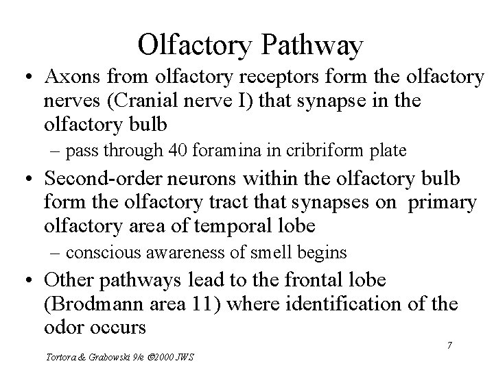 Olfactory Pathway • Axons from olfactory receptors form the olfactory nerves (Cranial nerve I)