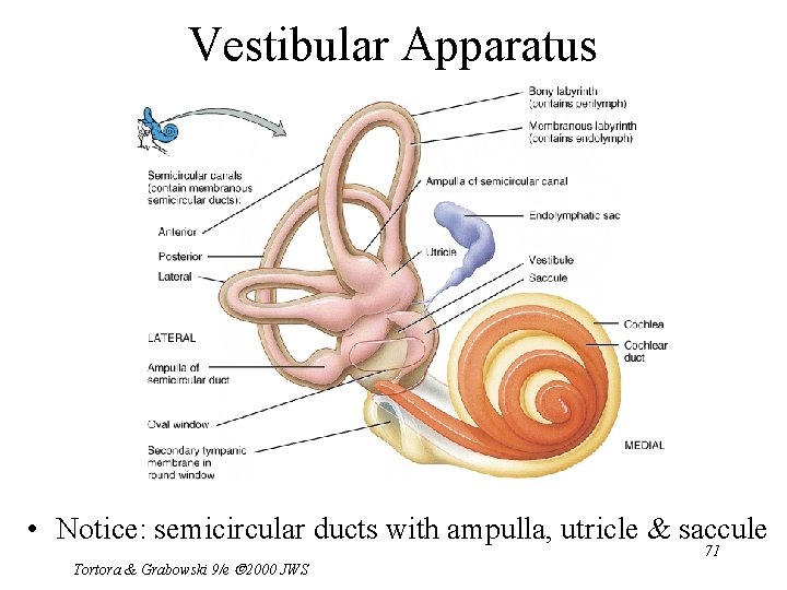 Vestibular Apparatus • Notice: semicircular ducts with ampulla, utricle & saccule Tortora & Grabowski