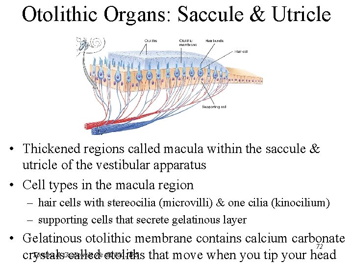 Otolithic Organs: Saccule & Utricle • Thickened regions called macula within the saccule &