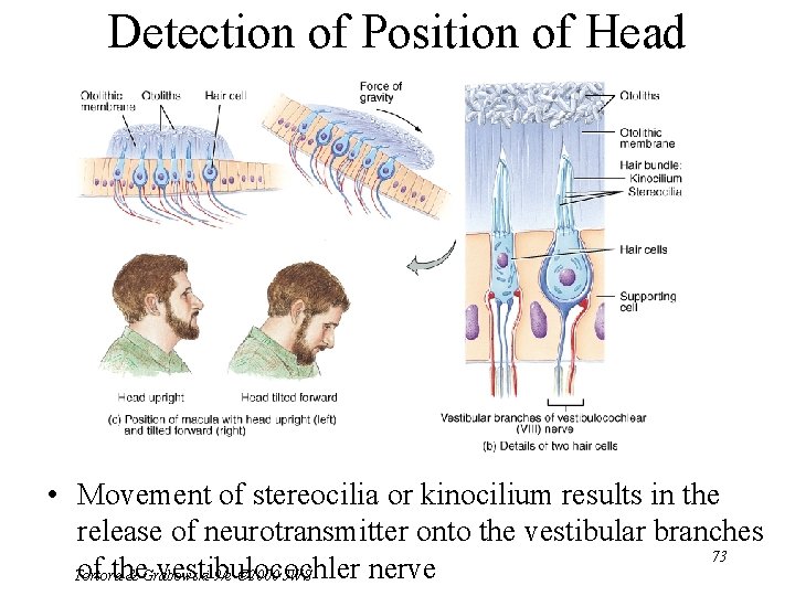 Detection of Position of Head • Movement of stereocilia or kinocilium results in the