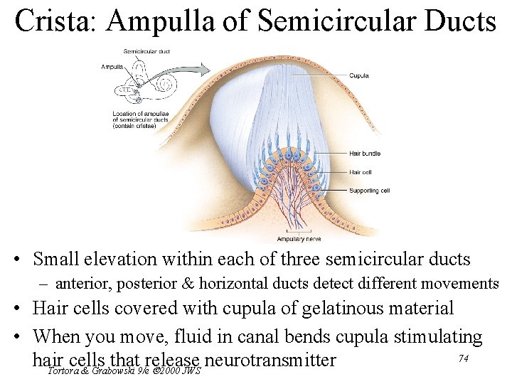 Crista: Ampulla of Semicircular Ducts • Small elevation within each of three semicircular ducts