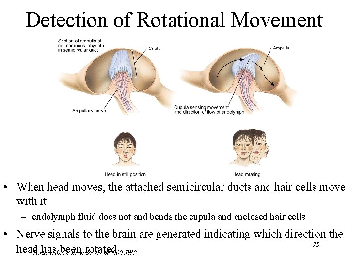 Detection of Rotational Movement • When head moves, the attached semicircular ducts and hair