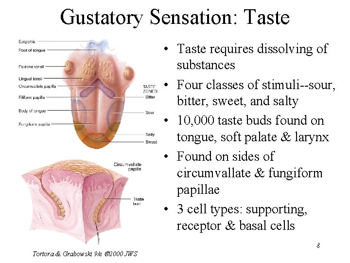Gustatory Sensation: Taste • Taste requires dissolving of substances • Four classes of stimuli--sour,