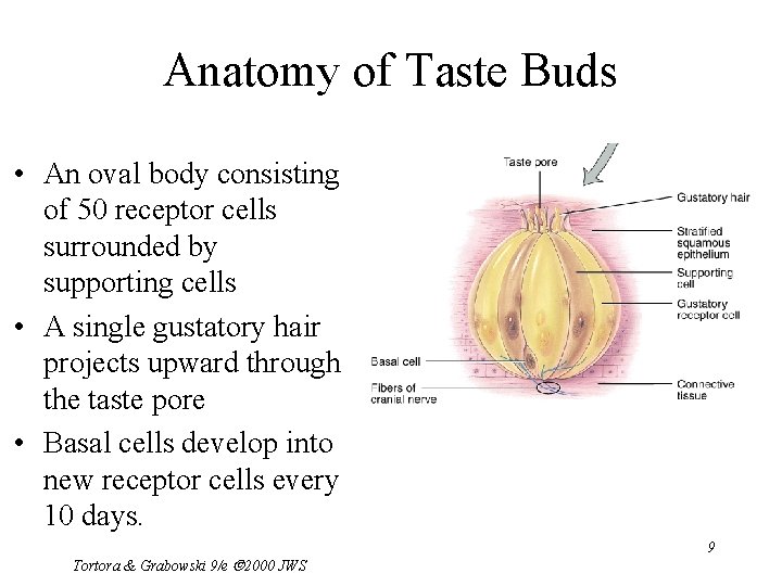 Anatomy of Taste Buds • An oval body consisting of 50 receptor cells surrounded