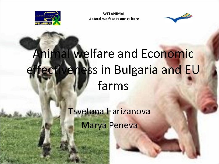 WELANIMAL Animal welfare is our culture Animal welfare and Economic effectiveness in Bulgaria and