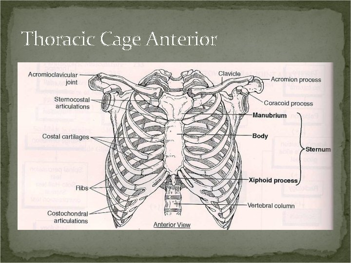 Thoracic Cage Anterior 