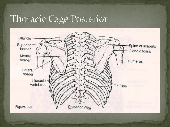 Thoracic Cage Posterior 