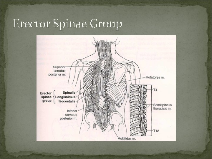 Erector Spinae Group 