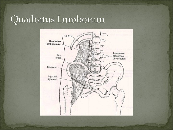 Quadratus Lumborum 