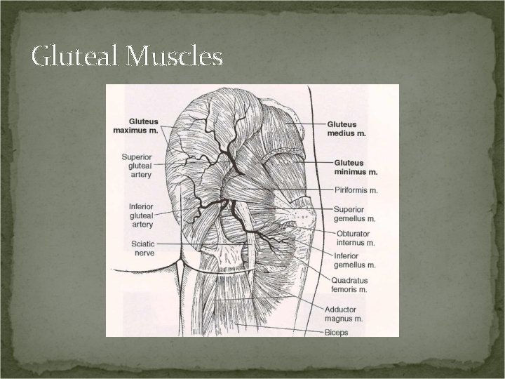 Gluteal Muscles 