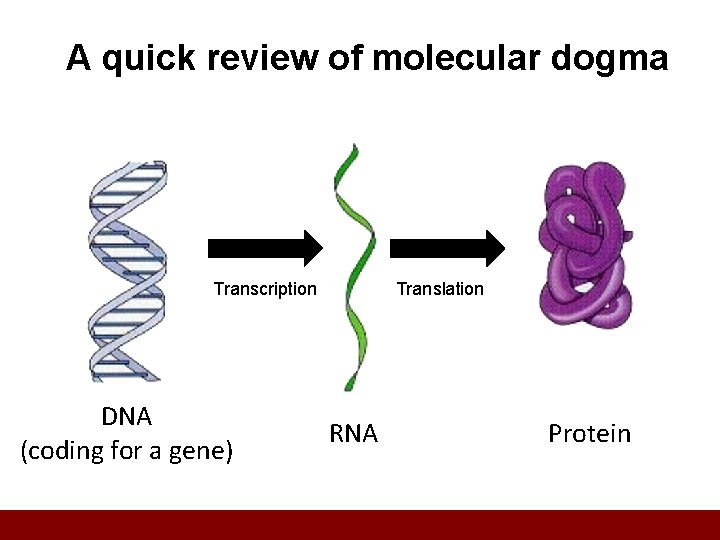A quick review of molecular dogma Transcription DNA (coding for a gene) Translation RNA