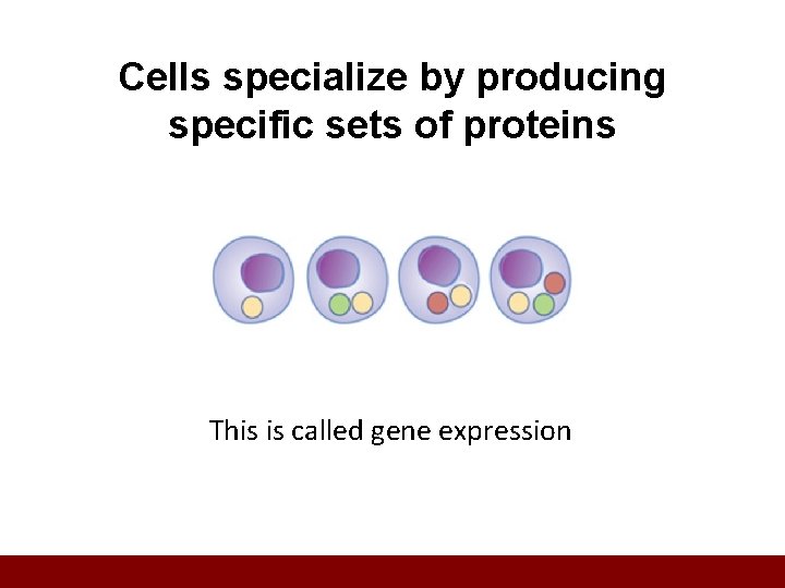 Cells specialize by producing specific sets of proteins This is called gene expression 