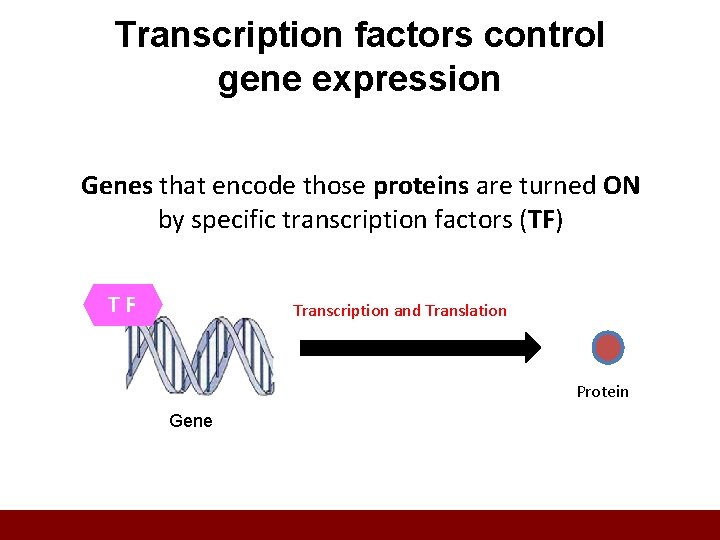 Transcription factors control gene expression Genes that encode those proteins are turned ON by