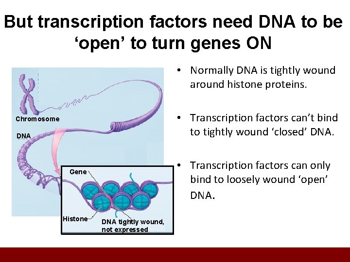 But transcription factors need DNA to be ‘open’ to turn genes ON • Normally