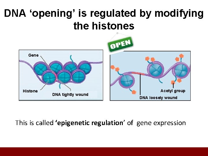 DNA ‘opening’ is regulated by modifying the histones Gene Histone DNA tightly wound Acetyl