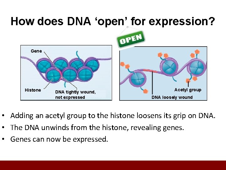 How does DNA ‘open’ for expression? Gene Histone DNA tightly wound, not expressed Acetyl
