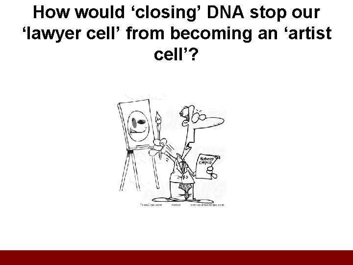 How would ‘closing’ DNA stop our ‘lawyer cell’ from becoming an ‘artist cell’? 
