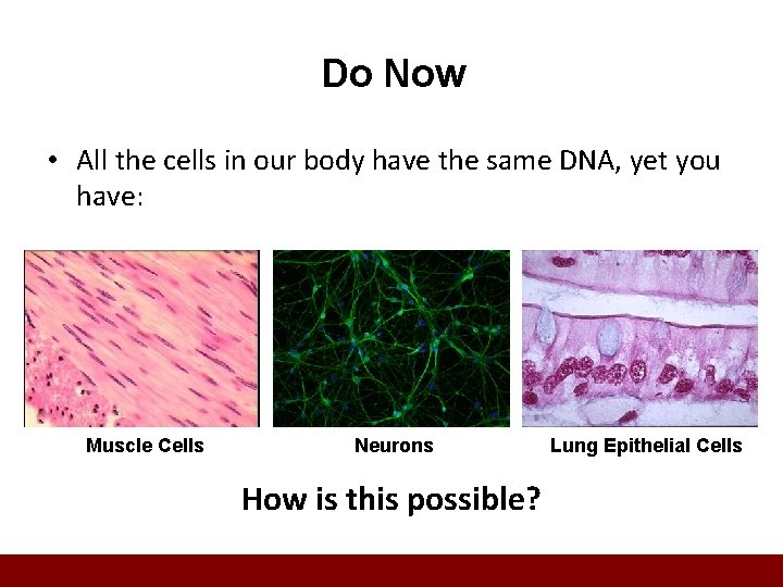 Do Now • All the cells in our body have the same DNA, yet