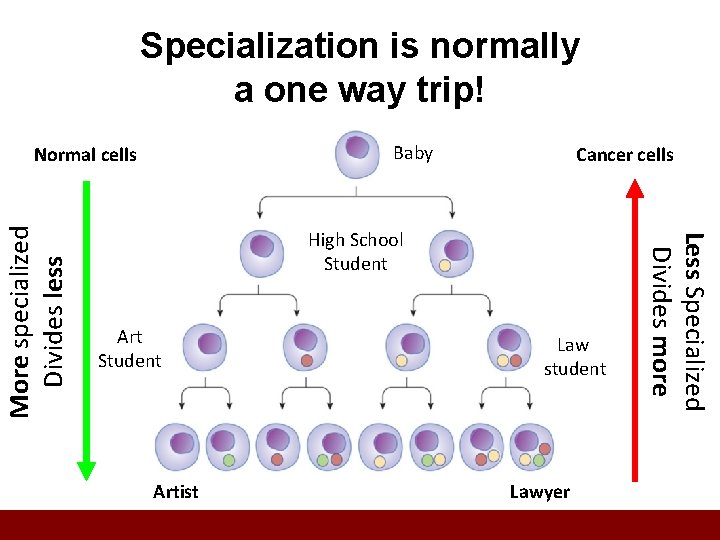 Specialization is normally a one way trip! Baby Cancer cells High School Student Artist