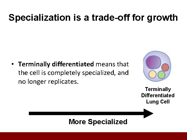 Specialization is a trade-off for growth • Terminally differentiated means that the cell is