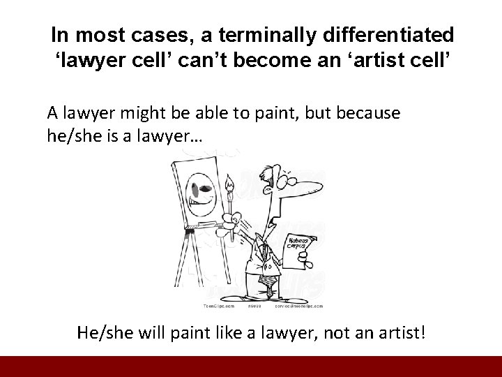 In most cases, a terminally differentiated ‘lawyer cell’ can’t become an ‘artist cell’ A