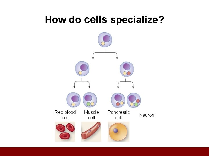 How do cells specialize? Red blood cell Muscle cell Pancreatic cell Neuron 