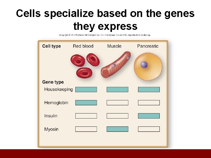 Cells specialize based on the genes they express 