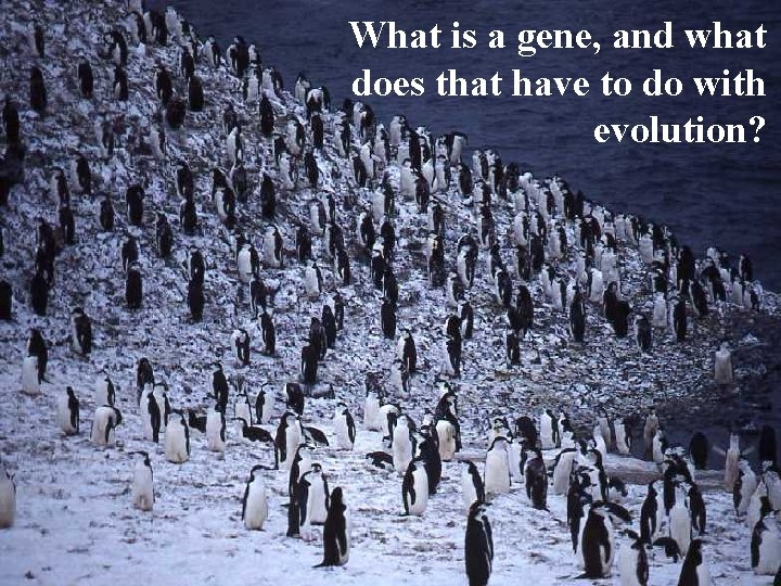 What is a gene, and what does that have to do with evolution? What is a gene, and what does that have to do with evolution?