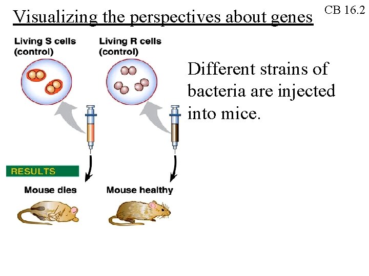 Visualizing the perspectives about genes CB 16. 2 Different strains of bacteria are injected Visualizing the perspectives about genes CB 16. 2 Different strains of bacteria are injected
