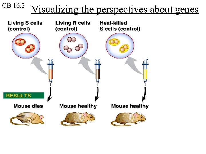 CB 16. 2 Visualizing the perspectives about genes CB 16. 2 Visualizing the perspectives about genes