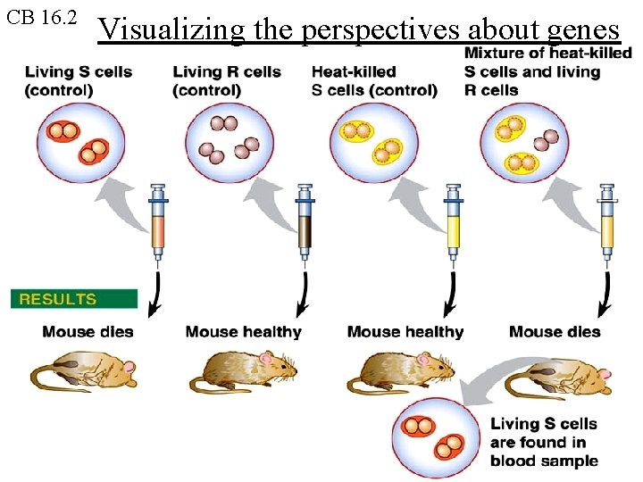 CB 16. 2 Visualizing the perspectives about genes CB 16. 2 Visualizing the perspectives about genes