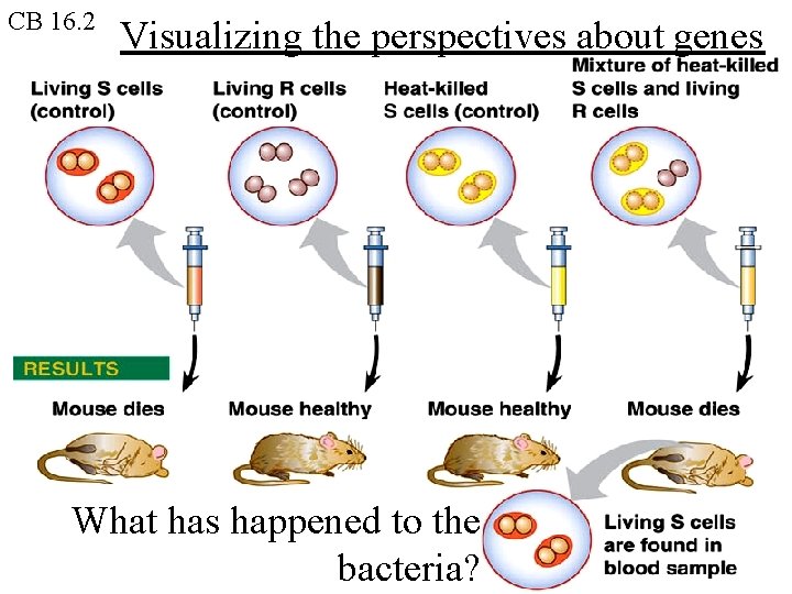 CB 16. 2 Visualizing the perspectives about genes What has happened to the bacteria? CB 16. 2 Visualizing the perspectives about genes What has happened to the bacteria?