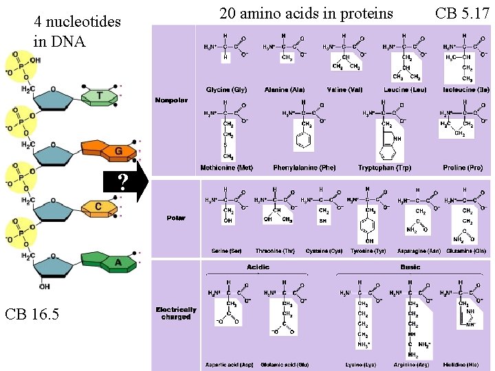 4 nucleotides in DNA ? CB 16. 5 20 amino acids in proteins CB 4 nucleotides in DNA ? CB 16. 5 20 amino acids in proteins CB