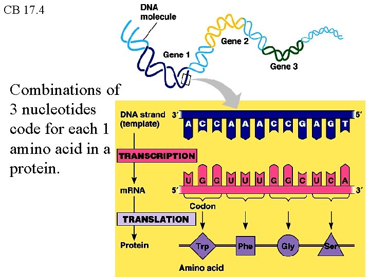 CB 17. 4 Combinations of 3 nucleotides code for each 1 amino acid in CB 17. 4 Combinations of 3 nucleotides code for each 1 amino acid in