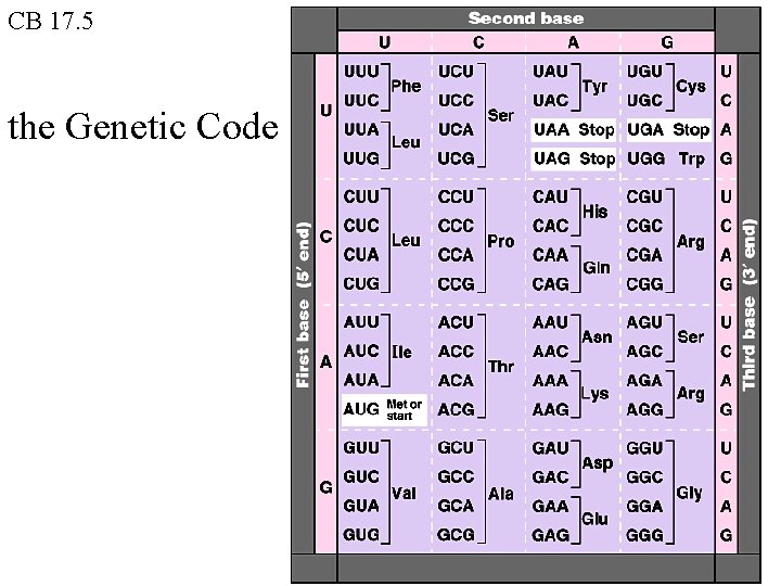 CB 17. 5 the Genetic Code CB 17. 5 the Genetic Code