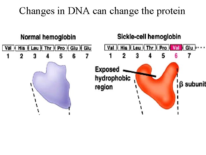 Changes in DNA can change the protein Changes in DNA can change the protein