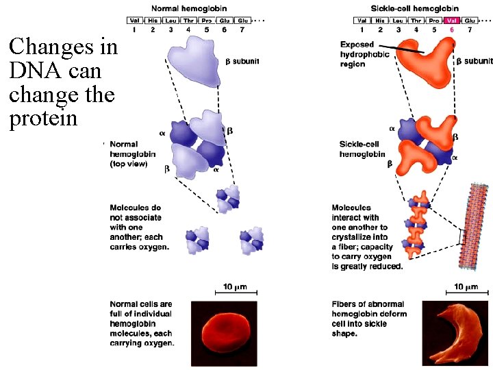 Changes in DNA can change the protein Changes in DNA can change the protein
