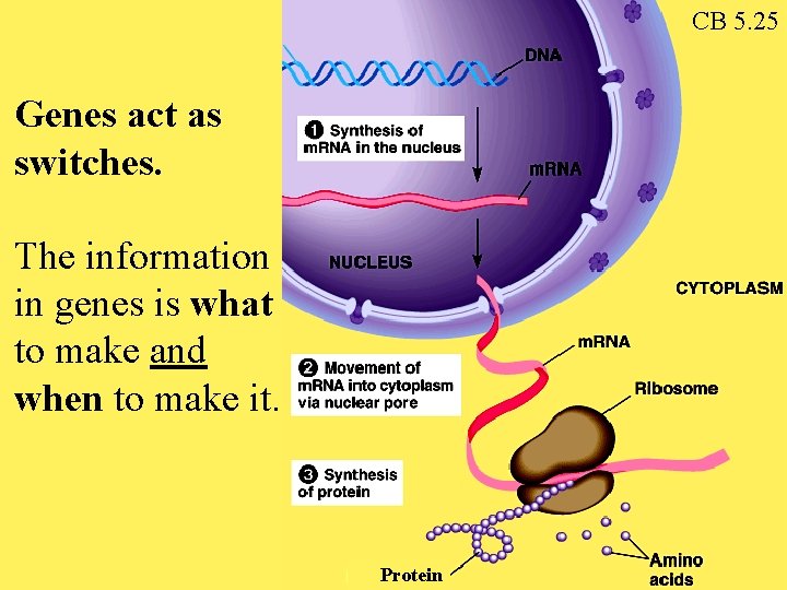 CB 5. 25 Genes act as switches. The information in genes is what to CB 5. 25 Genes act as switches. The information in genes is what to