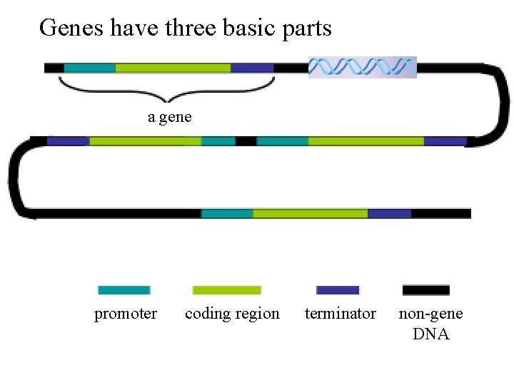 Genes have three basic parts a gene promoter coding region terminator non-gene DNA Genes have three basic parts a gene promoter coding region terminator non-gene DNA