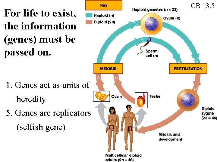 For life to exist, the information (genes) must be passed on. 1. Genes act For life to exist, the information (genes) must be passed on. 1. Genes act