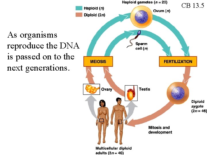 CB 13. 5 As organisms reproduce the DNA is passed on to the next CB 13. 5 As organisms reproduce the DNA is passed on to the next